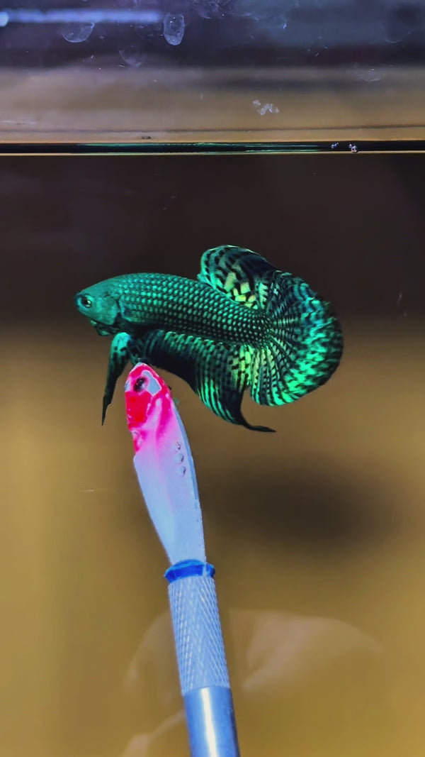 Wild Green Alien Male Betta Fish — Swimming Video