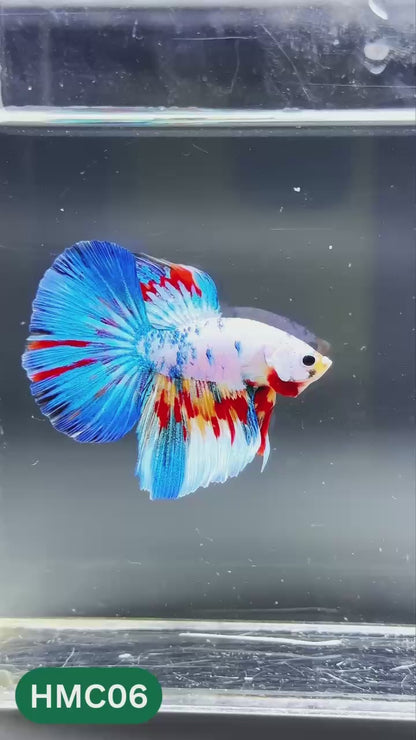 Multicolor Halfmoon Male Betta Fish | High Grade | Order Directly From Farm |  You Pick Fish