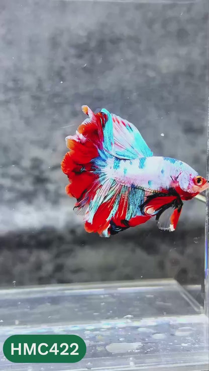 Multicolor Halfmoon Male Betta Fish | High Grade | Order Directly From Farm |  You Pick Fish |