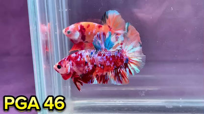 King Giant Plakat Male Betta Fish | You Pick Fish | High Grade