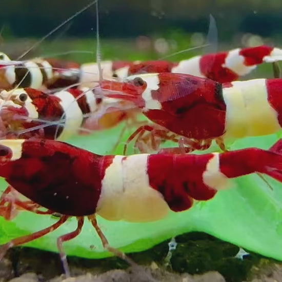 Red King Kong Caridina Shrimp