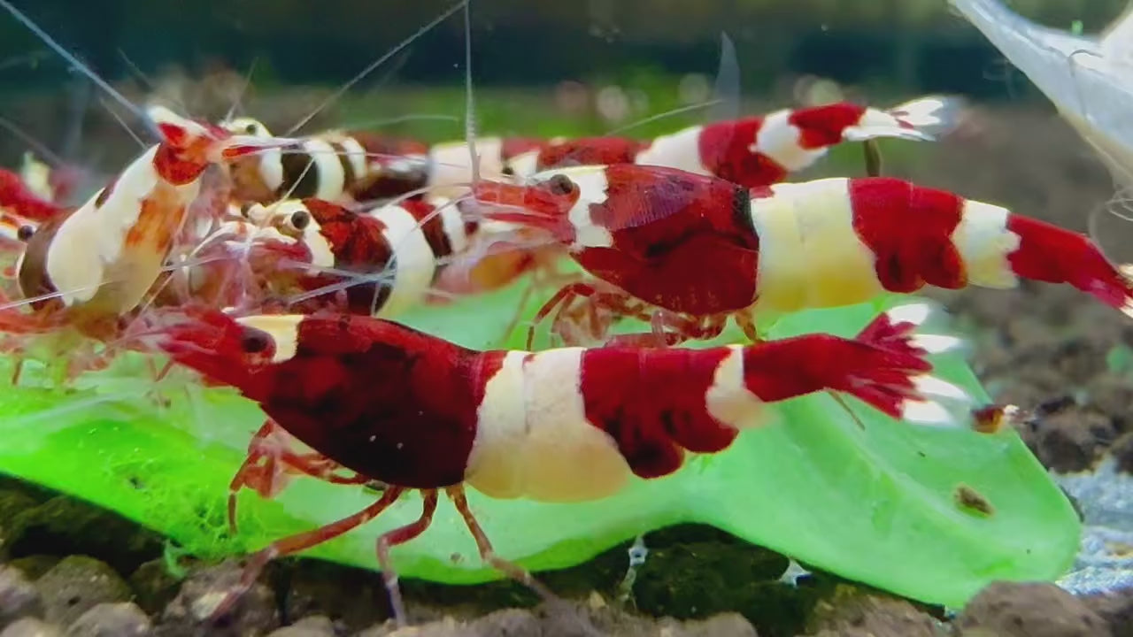 Red King Kong Caridina Shrimp