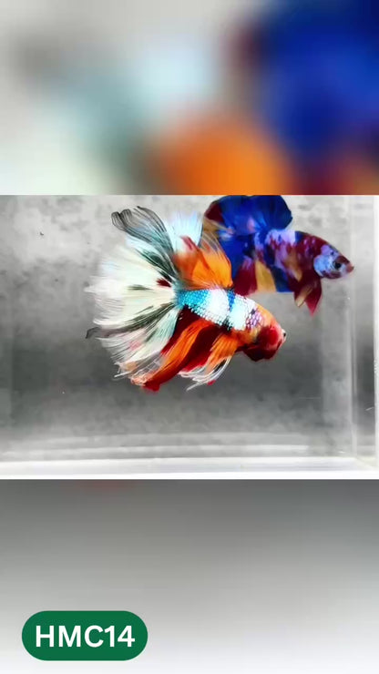 Multicolor Halfmoon Male Betta Fish | High Grade | Order Directly From Farm |  You Pick Fish |