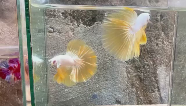 Yellow Dragon Halfmoon Male Betta Fish