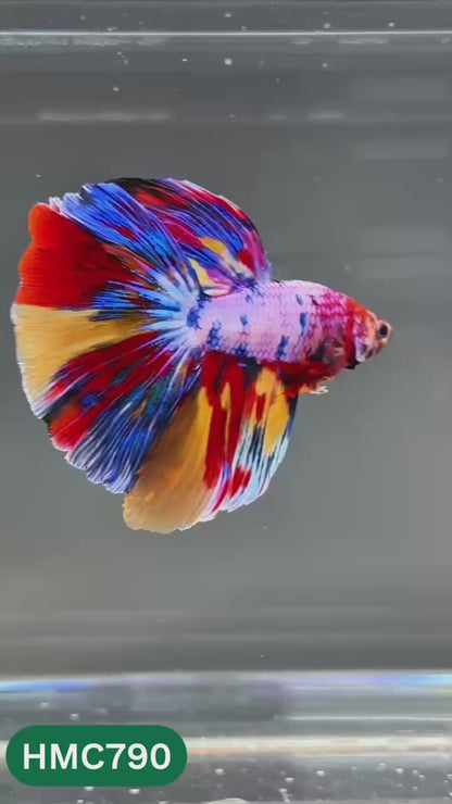 Nemo Halfmoon Male Betta Fish | Order Directly From Farm | You Pick Fish