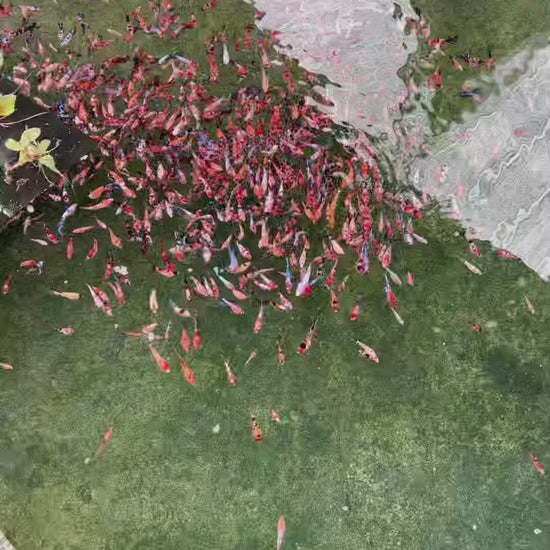 Female Betta Fish Sorority Koi Red Galaxy Plakat