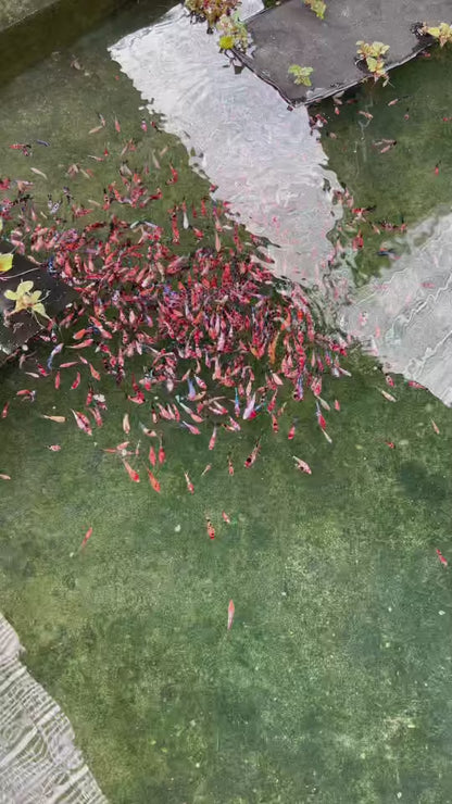 Female Betta Fish Sorority Koi Red Galaxy Plakat