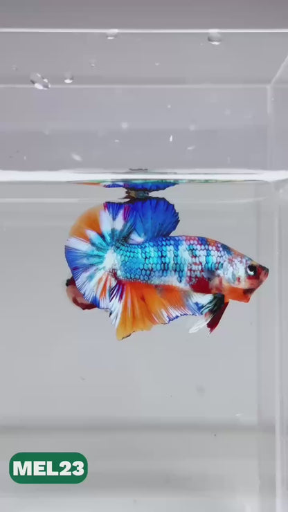 Metallic Plakat Betta Fish | You Pick Betta | Exotic Fish