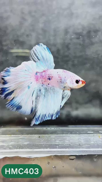 Multicolor Halfmoon Male Betta Fish | High Grade | Order Directly From Farm |  You Pick Fish |