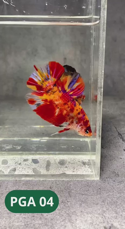 King Giant Plakat Male Betta Fish | You Pick Fish | High Grade