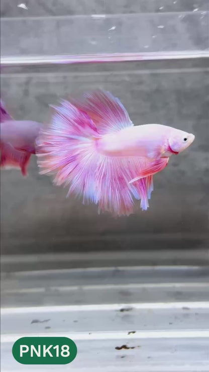 Pink Halfmoon Male Betta Fish | You Pick Fish | Order Directly From Farm