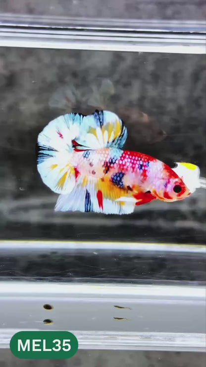 Metallic Plakat Betta Fish | You Pick Betta | Exotic Fish