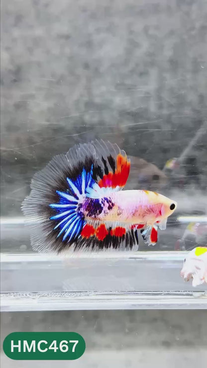 Multicolor Halfmoon Male Betta Fish | Order Directly From Farm | You Pick Fish
