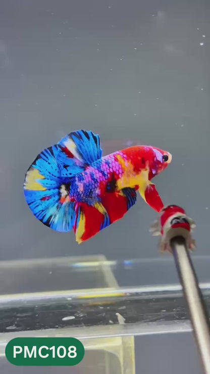 Multicolor Plakat Male Betta Fish |Show Grade|  You Pick Fish