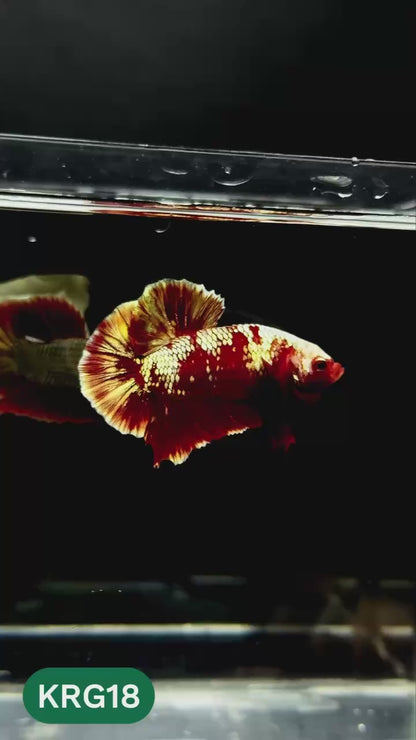 Koi Red Gold Galaxy Plakat Male Betta Fish | You Pick Fish