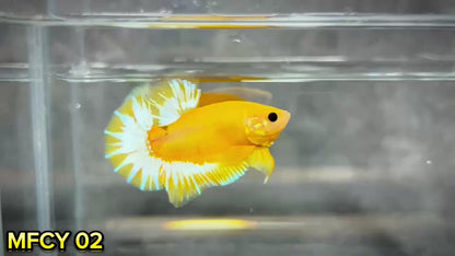 Yellow Fancy Male Betta Fish | Order Directly From Farm | You Pick Fish