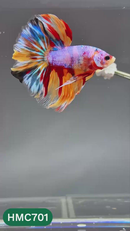 Multicolor Halfmoon Male Betta Fish | High Grade | Order Directly From Farm |  You Pick Fish |