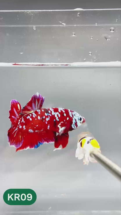 Golden Star Dust Galaxy Plakat Male Betta Fish | Super Rare | You Pick Fish