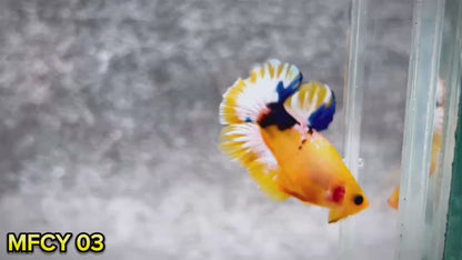 Yellow Fancy Male Betta Fish | Order Directly From Farm | You Pick Fish