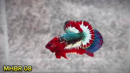 Hellboy Plakat Male Betta Fish | Order Directly From Farm | You Pick Fish