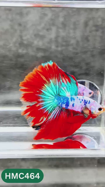 Multicolor Halfmoon Male Betta Fish | Order Directly From Farm | You Pick Fish