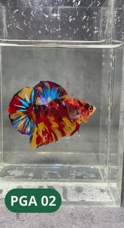 King Giant Plakat Male Betta Fish | You Pick Fish | High Grade