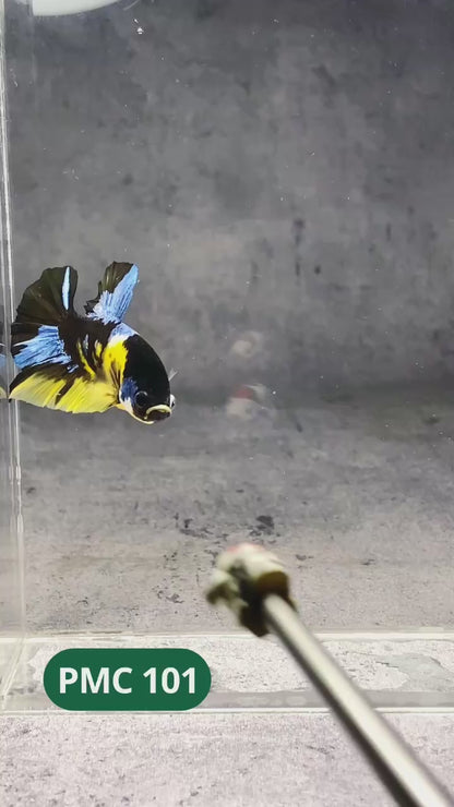 Koi Yellow Plakat Male Betta Fish | Show Grade | You Pick Fish