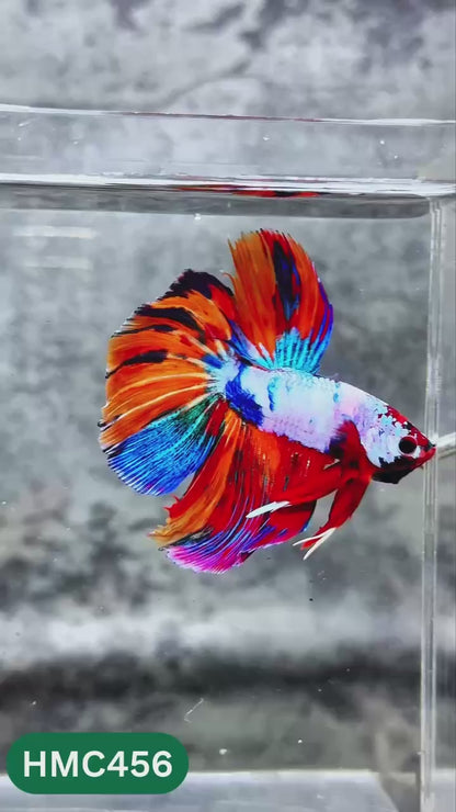 Multicolor Halfmoon Male Betta Fish | High Grade | Order Directly From Farm |  You Pick Fish |