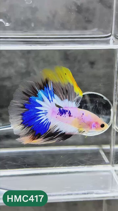 Multicolor Halfmoon Male Betta Fish | Order Directly From Farm | You Pick Fish