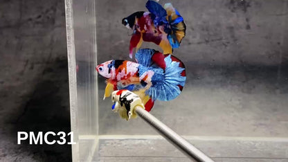 Multicolor Plakat Male Betta Fish |Show Grade|  You Pick Fish