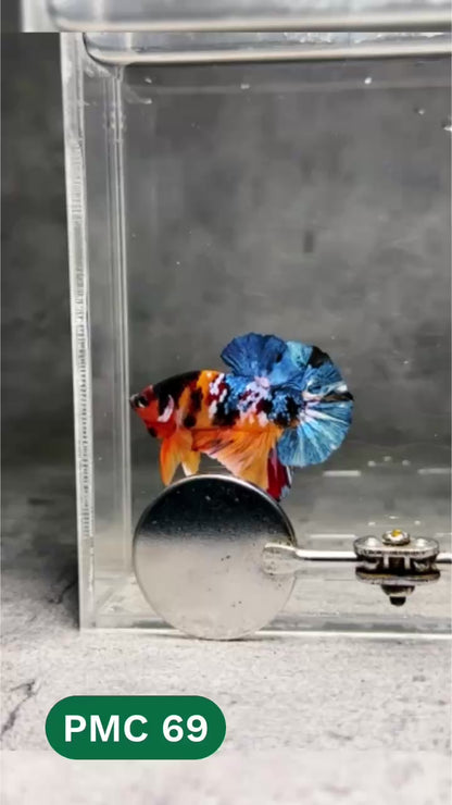 Multicolor Plakat Male Betta Fish |Show Grade|  You Pick Fish