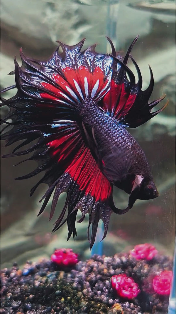Copper Red Crowntail Male Betta Fish — Swimming Video