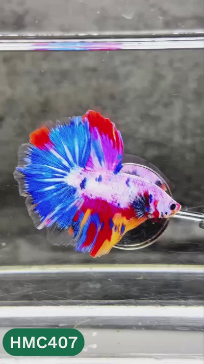 Multicolor Halfmoon Male Betta Fish | Order Directly From Farm | You Pick Fish