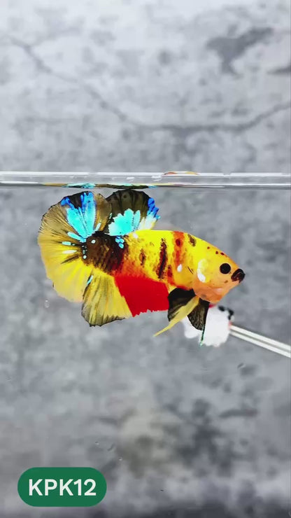 Multicolor Plakat Male Betta Fish |Show Grade|  You Pick Fish