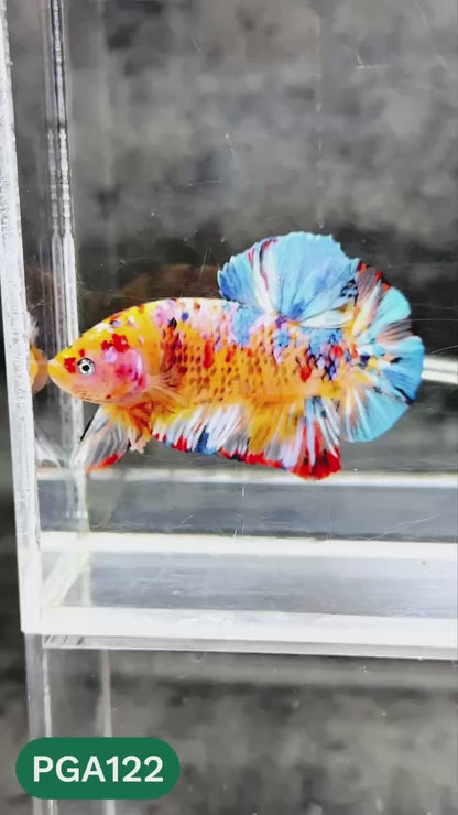 King Giant Plakat Male Betta Fish | You Pick Fish | High Grade