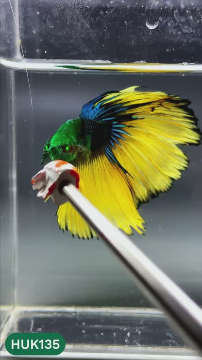 Black Hulk Halfmoon Male Betta Fish | You Pick Fish