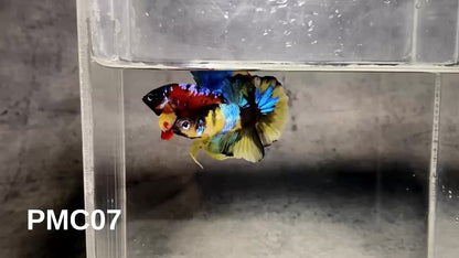 Multicolor Plakat Male Betta Fish |Show Grade|  You Pick Fish