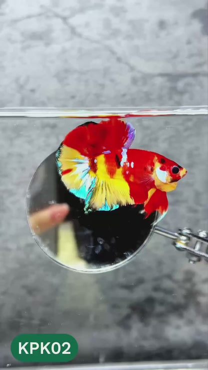 Multicolor Plakat Male Betta Fish |Show Grade|  You Pick Fish