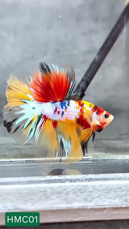Multicolor Halfmoon Male Betta Fish | High Grade | Order Directly From Farm |  You Pick Fish |