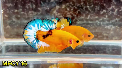 Yellow Fancy Male Betta Fish | Order Directly From Farm | You Pick Fish