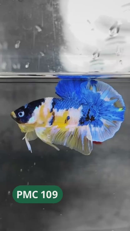 Koi Yellow Plakat Male Betta Fish | Show Grade | You Pick Fish