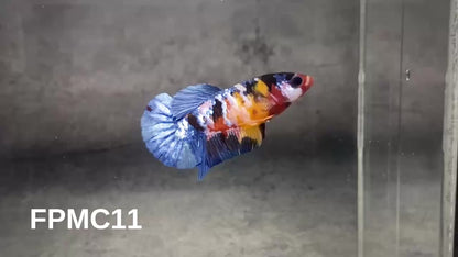 Multicolor Female Betta Fish | You Pick Fish  | High Grade