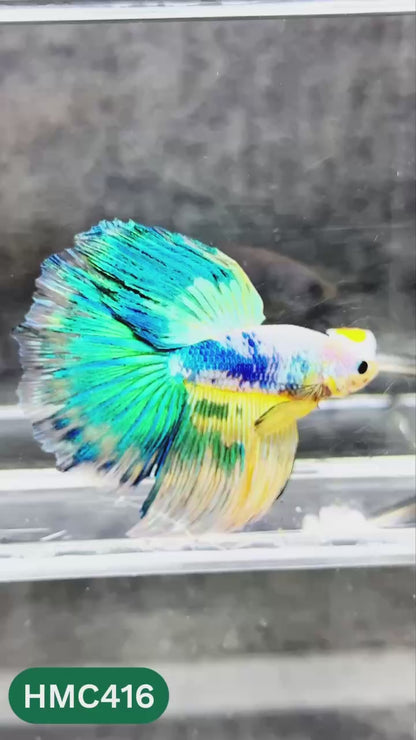 Multicolor Halfmoon Male Betta Fish | Order Directly From Farm | You Pick Fish