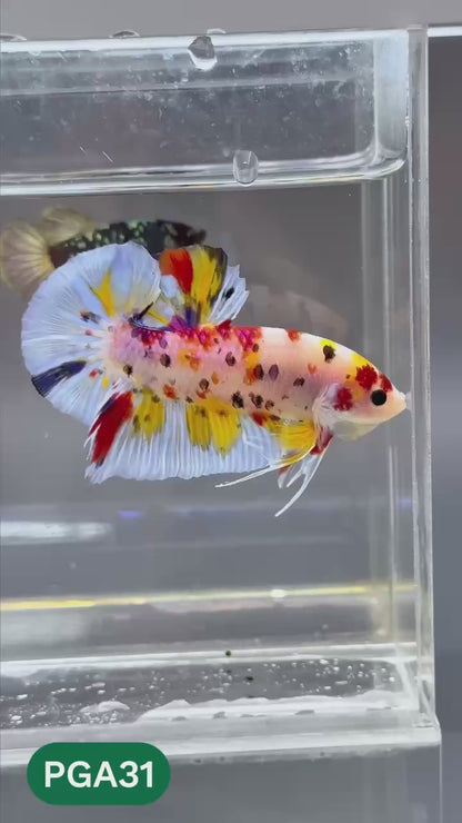 King Giant Plakat Male Betta Fish | You Pick Fish | High Grade