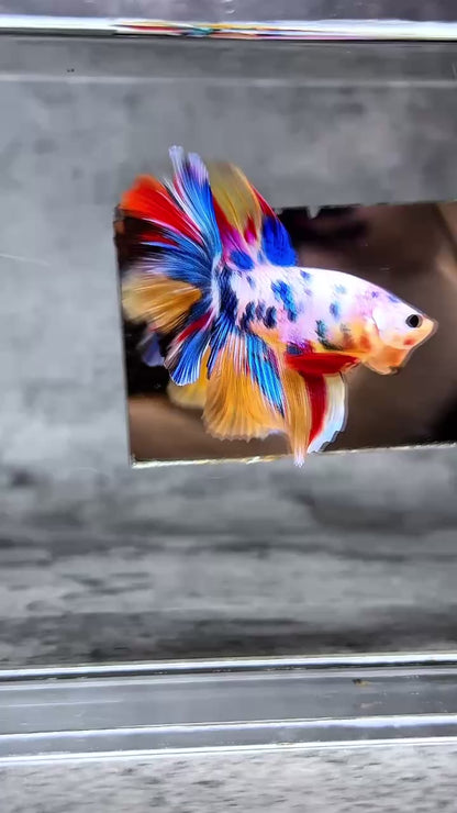 Multicolor Halfmoon Male Betta Fish | High Grade | Order Directly From Farm |  You Pick Fish |