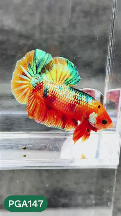 King Giant Plakat Male Betta Fish | You Pick Fish | High Grade