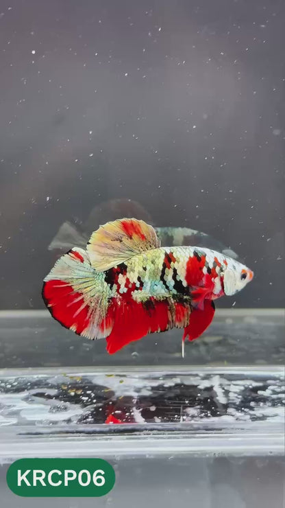 Koi Red Copper Plakat Male Betta Fish | You Pick Fish