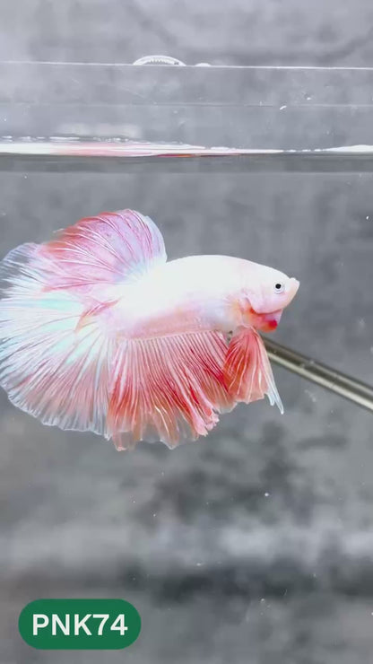 Pink Halfmoon Male Betta Fish | You Pick Fish | Order Directly From Farm