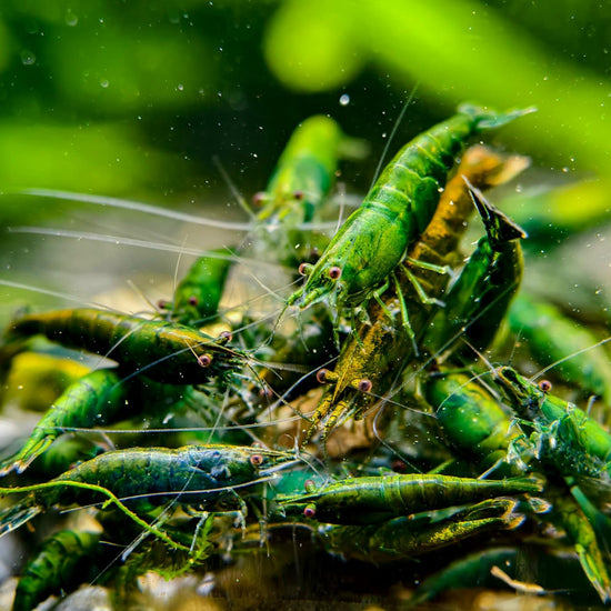 Green Jade Neocaridina Shrimp