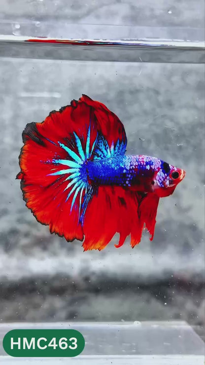 Multicolor Halfmoon Male Betta Fish | High Grade | Order Directly From Farm |  You Pick Fish |